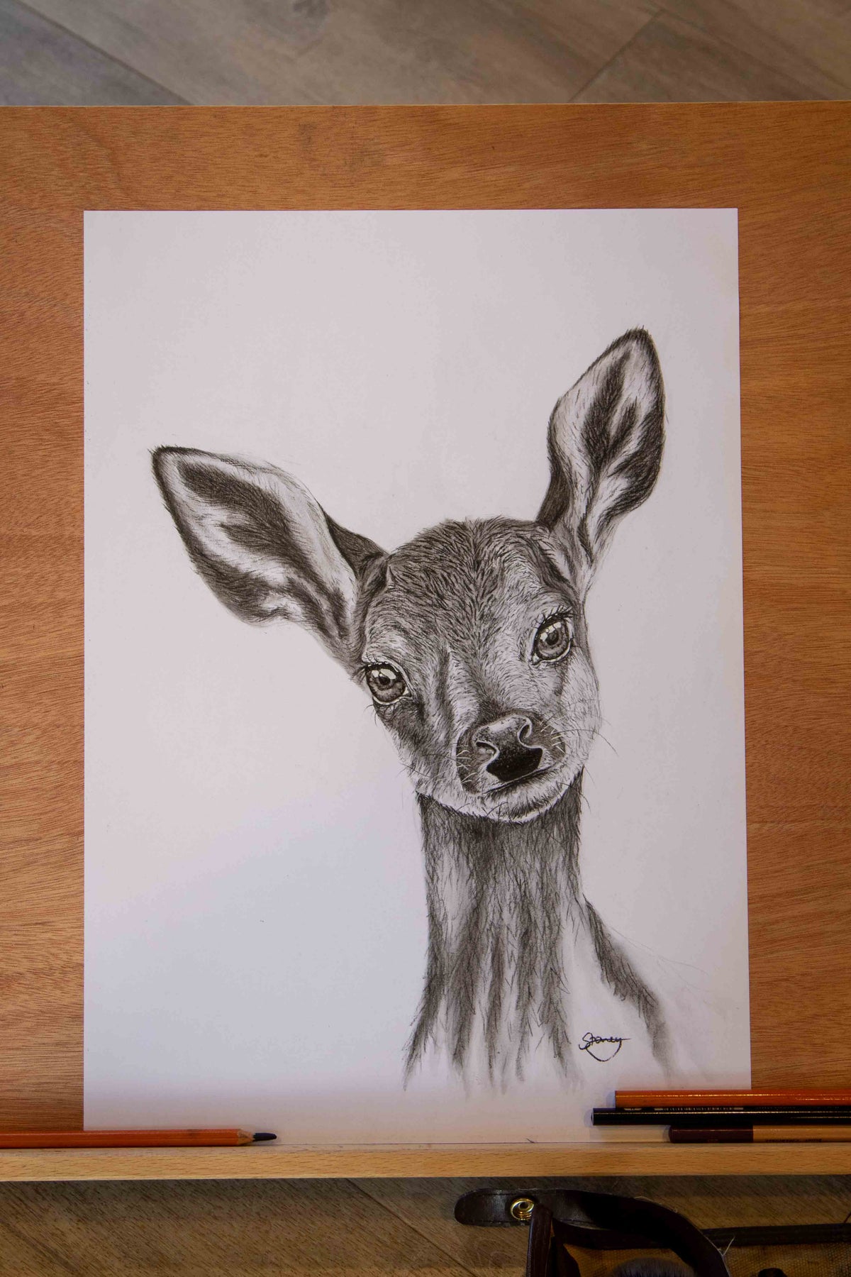 Fawn