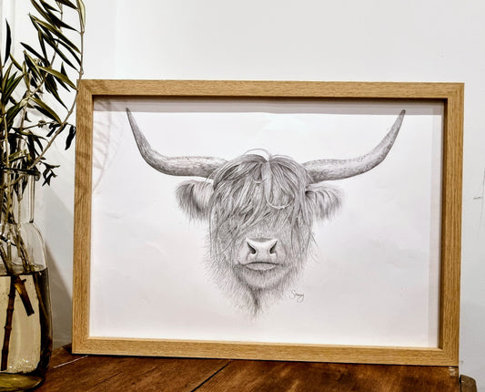 Highland Cow