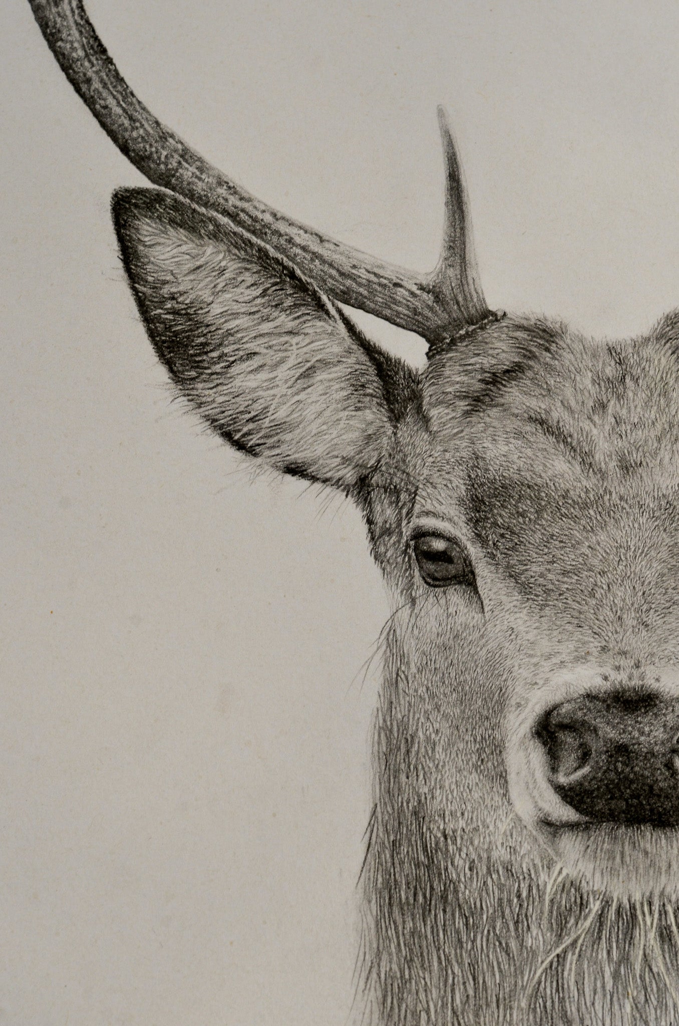 Stag Print